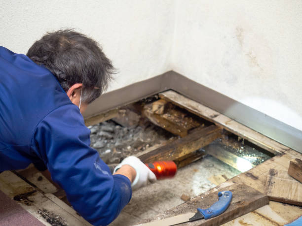 Best Fast Mold Removal  in Kensington, MD