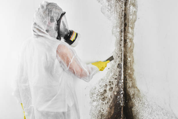 Best Emergency Mold Removal  in Kensington, MD