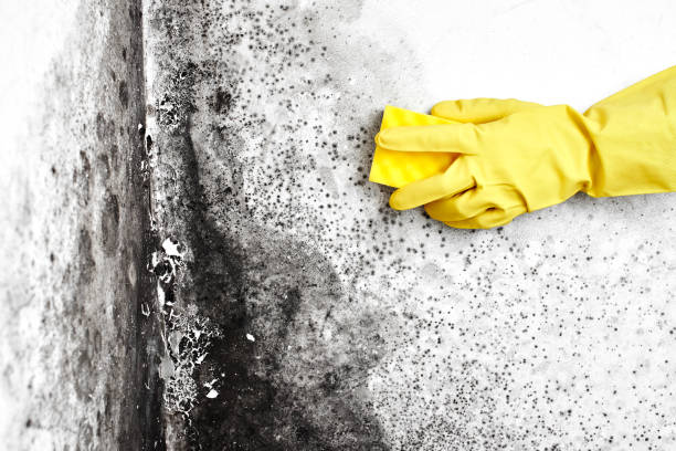Best Mold Damage Repair  in Kensington, MD