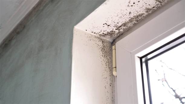Best Black Mold Removal  in Kensington, MD