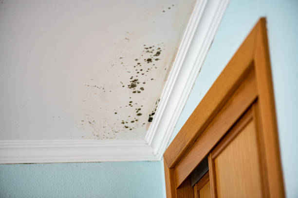 Best Mold Removal Company Near Me  in Kensington, MD
