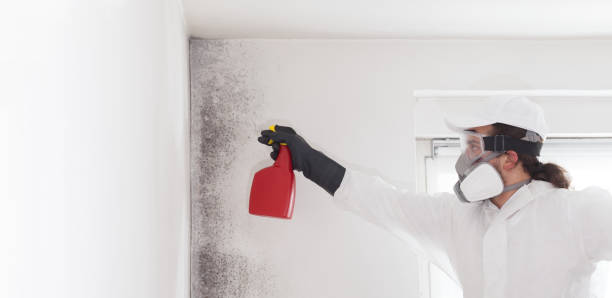 Best Office Mold Removal Services  in Kensington, MD