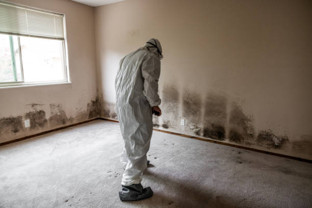 Best Same-Day Mold Removal  in Kensington, MD