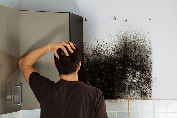 Mold Removal and Inspection in Kensington, MD