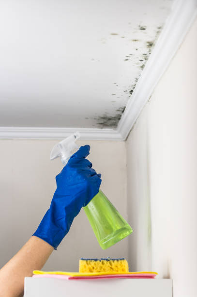 Best Professional Mold Removal  in Kensington, MD