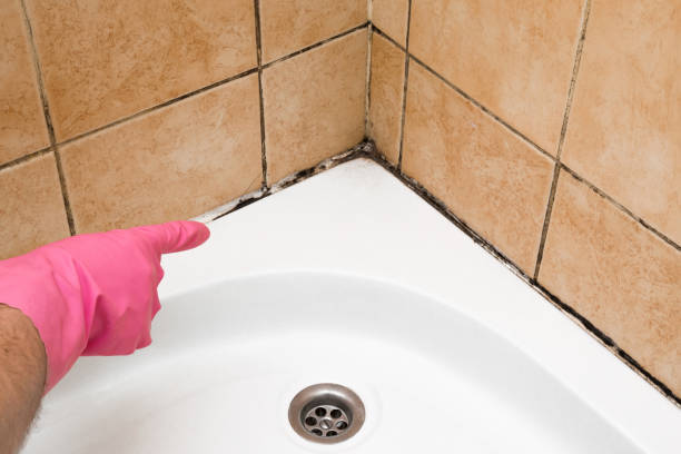 Best Mold Testing  in Kensington, MD