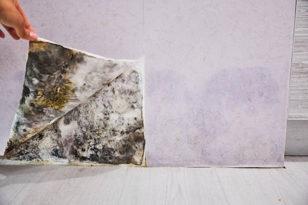 Best Mold Removal Near Me  in Kensington, MD